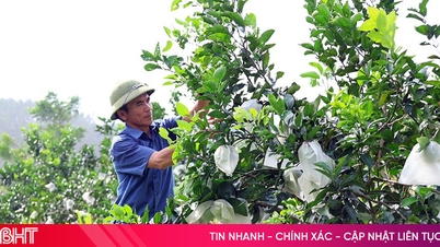 Hà Tĩnh nhân rộng diện tích cam hữu cơ