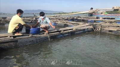 Phát triển bền vững nghề nuôi biển - Bài cuối