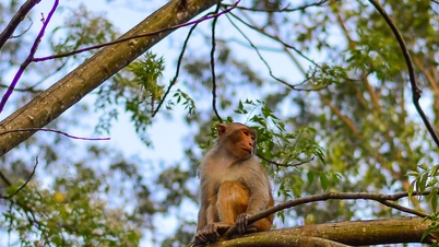 Rescuing a trapped monkey on Son Tra peninsula