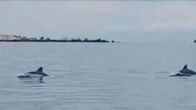 Plus de 20 dauphins nagent librement dans les eaux de Hon Cau
