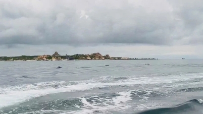 Decenas de delfines aparecieron en aguas de Lam Dong
