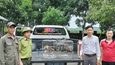 Deux grives brunes rares offertes au parc national de Phong Nha-Ke Bang