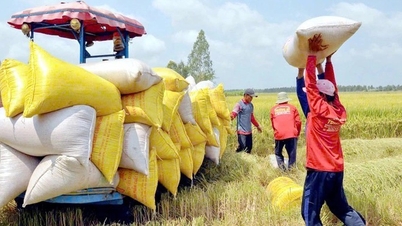 Filipinler pirinç ithalat yasağını uzatmayı planlıyor, Vietnam pirinci büyük baskı altında