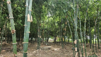 Khởi nghiệp từ trồng tre tứ quý