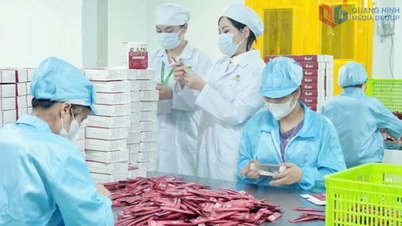A jovem comunidade empresarial de Quang Ninh é corajosa o suficiente para criar inovações.