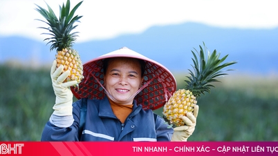 Rộn ràng mùa dứa thơm...