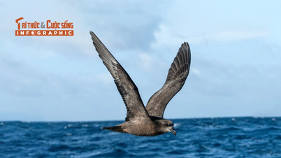 [INFOGRAPHIC] Birds follow storms to find food
