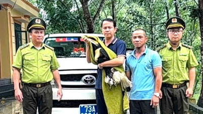 Einwohner von Quang Tri geben seltene Vögel an die Behörden zurück