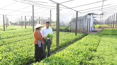 Aufbau neuer ländlicher Gebiete in Hanoi: Die ländliche Wirtschaft verändert sich stark