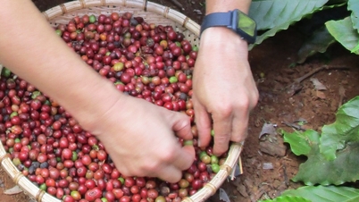 Precio del café hoy 13 de octubre de 2025: Continúa manteniendo el precio seguro de 114.000 VND/kg