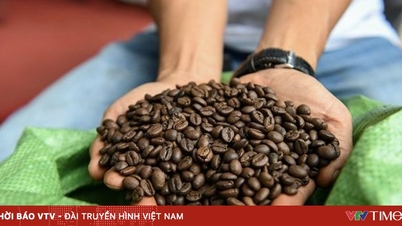 Coffee prices fell sharply across the board