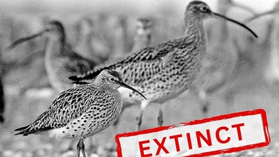 Για πρώτη φορά στην ιστορία, ένα είδος αποδημητικού πουλιού έχει εξαφανιστεί επίσημα.