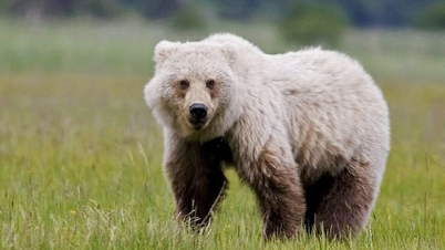 A verdade surpreendente sobre o híbrido de urso polar e urso pardo