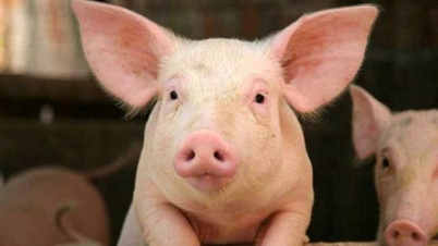 Prix ​​du porc au 14 octobre 2025 : Stable, en légère baisse dans certaines localités