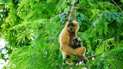 Cat Tien National Park receives 4 international awards for ecotourism