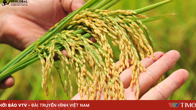 Nông Dược Toàn Cầu mang đến giải pháp nông nghiệp tiên tiến cho nông dân Việt