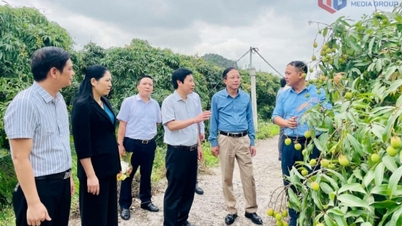 Quang Ninh کسانوں اور ملک ایک نئے دور میں داخل