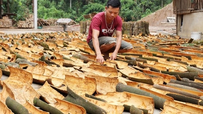 Cinnamon Van Yen : Parfum de forêt du Nord-Ouest et marque nationale