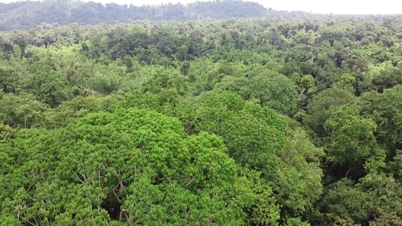 El Parque Nacional Cat Tien recibe 4 prestigiosos premios de ecoturismo
