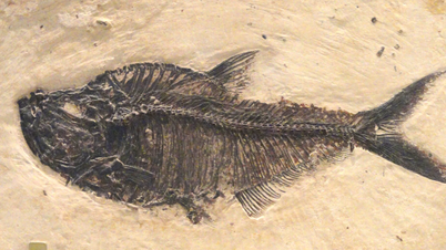 Mistério de pele de peixe fóssil de 52 milhões de anos ainda intacta