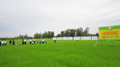 Vietnam Chemical Group: Artikel sebelumnya: Menghijaukan pertanian, mendampingi petani