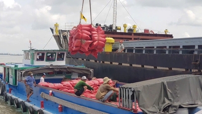O que as empresas vietnamitas fazem quando as Filipinas planejam estender a proibição da importação de arroz?