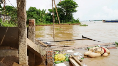 Dong Thap: Bantaran Sungai Tien terus terkikis, berdampak pada 11 rumah tangga