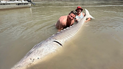 Angler caught a giant white sturgeon weighing 317kg
