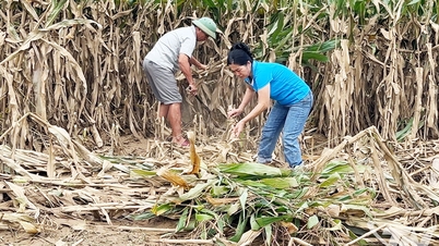 Pulihkan produksi, jangan biarkan ladang terbengkalai