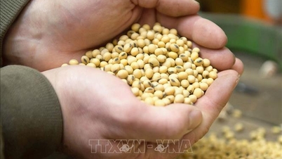 米大統領、大豆問題で中国に「報復」すると警告
