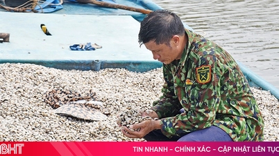 Ngao giống khan hiếm, giá cao, người nuôi chật vật xoay xở