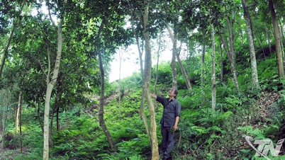Hutan teh menceritakan kisah seratus tahun