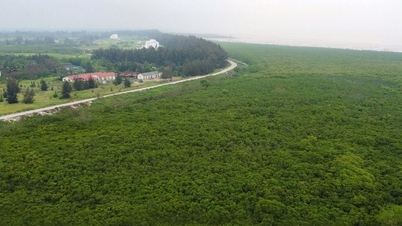 Hai Phong membangunkan projek penanaman hutan