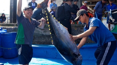 Die USA unternehmen neue Schritte in Bezug auf die vietnamesische Fischindustrie.
