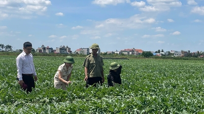 Applying science and technology to improve the production efficiency of F1 AD070 hybrid watermelon in Hai Phong