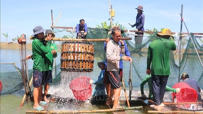 ឧស្សាហកម្ម Pangasius មានគោលបំណងសម្រាប់កំណើនប្រកបដោយនិរន្តរភាព