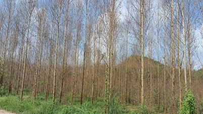 Gestion et vérification des ravageurs qui endommagent les forêts plantées dans la commune de Tam Tien