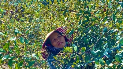 Pengalaman baik - Praktik baik: Membuka jalan keluar dari kemiskinan dengan varietas tanaman dan ternak baru