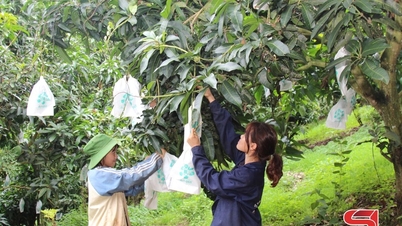 Organizing production in the direction of large-scale concentration