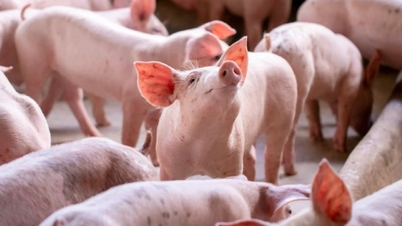 Harga Babi 16 Oktober 2025: Banyak Daerah Terus Turun Sedikit
