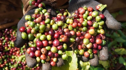 Harga produk pertanian pada 16 Oktober 2025: Kopi sedikit menurun, lada stabil