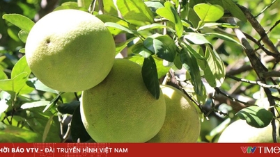 La especialidad de pomelo tiene buena cosecha y buen precio.