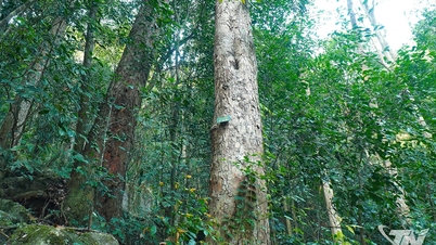 緑の森を「豊かな森」に変える