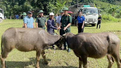 Kelompok Ekonomi - Pertahanan 313 menyerahkan 80 ekor kerbau bibit kepada rumah tangga miskin di kelurahan Minh Tan.