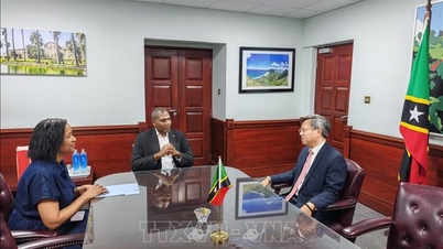 Promoción de mecanismos de cooperación práctica entre Vietnam y Saint Kitts y Nevis
