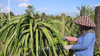 Harga buah naga Dong Thap anjlok, petani khawatir rugi