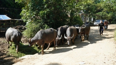 กว๋างหงาย แจกวัคซีนป้องกันโรคปากและเท้าเปื่อย กว่า 12,900 โดส ให้กับท้องถิ่น