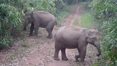 Dong Nai meneliti pembukaan tur untuk melihat gajah liar