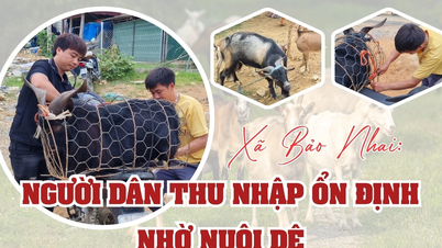 Komune Bao Nhai: Warga memiliki pendapatan stabil berkat peternakan kambing