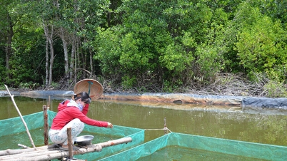 Desenvolvimento económico associado à protecção florestal